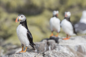 Read more about the article Farne Islands